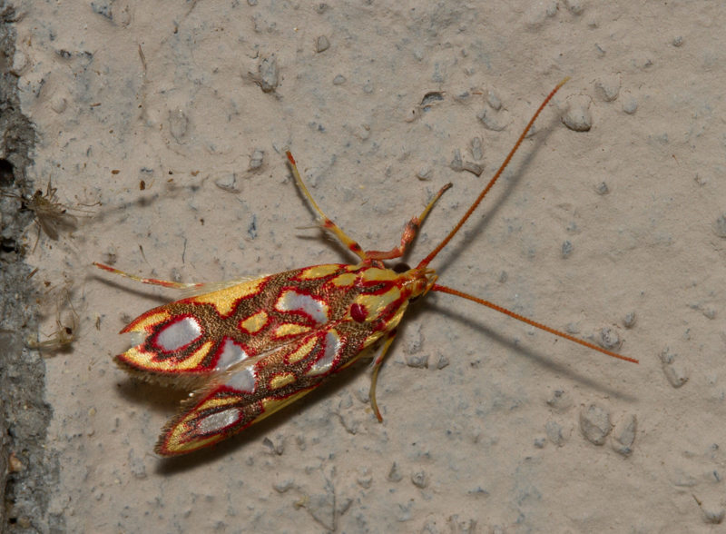 Filinota regifica