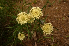 Isopogon sphaerocephalus