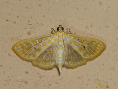 Leucochroma corope