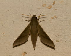 Xylophanes porcus continentalis