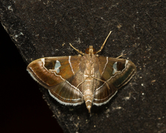 Lamprosema