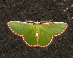 Synchlora pulchrifimbria