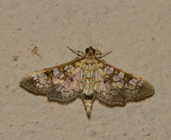 Nomophilini