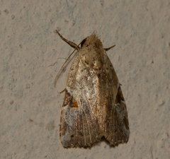 Gonodes netopha