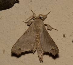 Olceclostera magniplaga