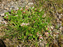 Trifolium thalii