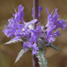 Thistle Sage - Photo (c) randomtruth, some rights reserved (CC BY-NC-SA)