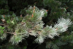 Adenanthos sericeus