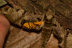 Protambulyx eurycles