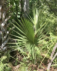 Acoelorraphe wrightii