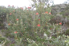 Banksia coccinea