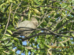 Corythaixoides concolor concolor