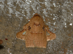 Amorbia rectangularis