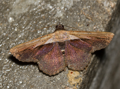 Selenisa sueroides
