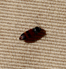 Cardiophorus bipunctatus