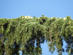 Cedrus deodara