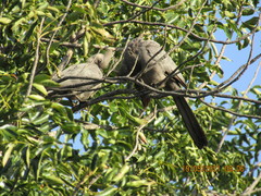 Corythaixoides concolor concolor