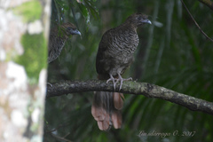 Ortalis squamata