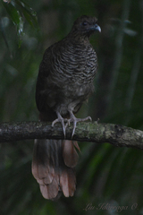 Ortalis squamata