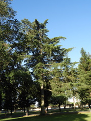 Cedrus deodara
