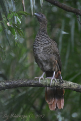 Ortalis squamata