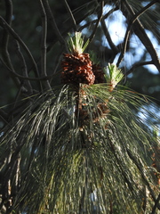 Pinus sabiniana