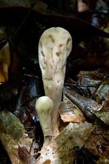 Clavariadelphus americanus