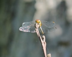 Sympetrum sanguineum