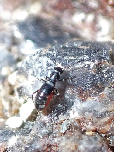 Brachemys brevipennis