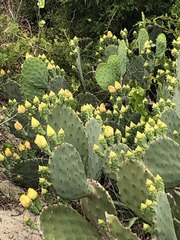 Opuntia tunoidea