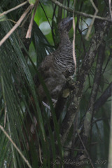Ortalis squamata
