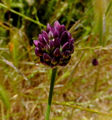 Allium