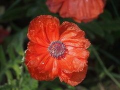 Papaver × pseudo-orientale