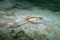 Cocks-Comb Pipefish photo 5