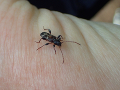 Phymatodes alni