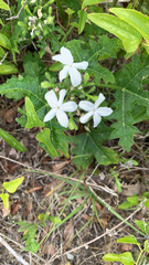 Cnidoscolus stimulosus