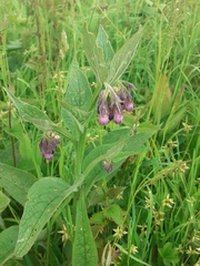 Symphytum officinale