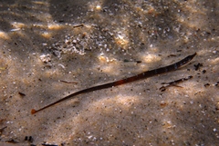 Pugnaso curtirostris