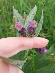 Symphytum officinale