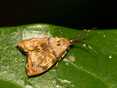 Rhobonda gaurisana