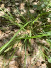 Carex hirta