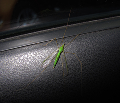 Leptotarsus virescens