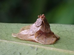 Pagodiella