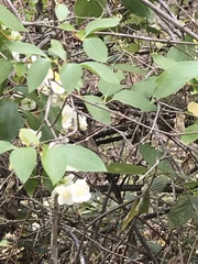 Philadelphus lewisii