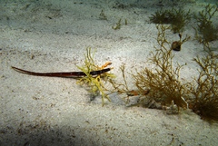 Pugnaso curtirostris