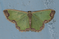 Zamarada eogenaria cosmiaria