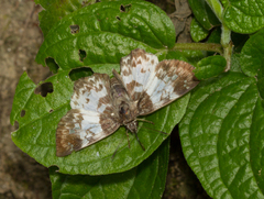 Polyctor polyctor
