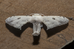 Penicillifera apicalis