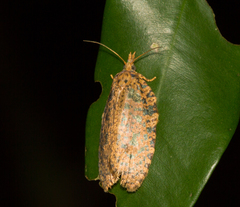 Polyortha