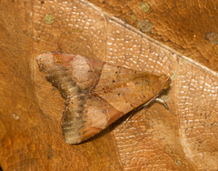 Melipotis fasciolaris
